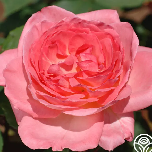 Heirloom Roses Liv Tyler™ Hot