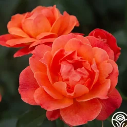 Heirloom Roses Livin' Easy™ Clearance