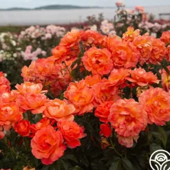 Heirloom Roses Livin' Easy™ Clearance