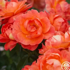 Heirloom Roses Livin' Easy™ Clearance