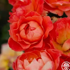 Heirloom Roses Livin' Easy™ Clearance