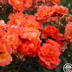 Heirloom Roses Livin' Easy™ Clearance