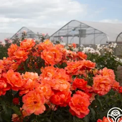 Heirloom Roses Livin' Easy™ Clearance