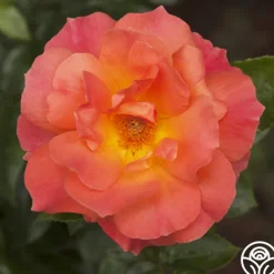 Heirloom Roses Livin' Easy™ Clearance