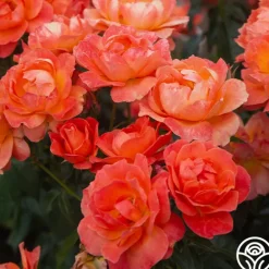 Heirloom Roses Livin' Easy™ Clearance