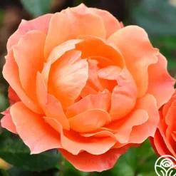 Heirloom Roses Livin' Easy™ Clearance