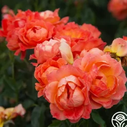 Heirloom Roses Livin' Easy™ Clearance