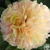 Heirloom Roses Lois' Choice