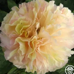 Heirloom Roses Lois' Choice