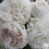 Heirloom Roses Long John Silver New