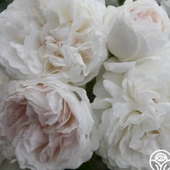 Heirloom Roses Long John Silver New