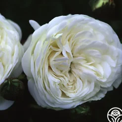 Heirloom Roses Long John Silver New