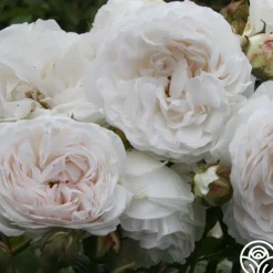 Heirloom Roses Long John Silver New