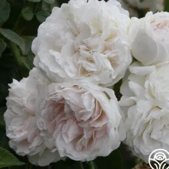 Heirloom Roses Long John Silver New