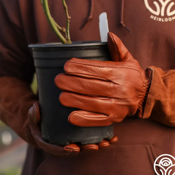 Heirloom Roses Long Pruning Gloves New