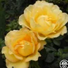 Heirloom Roses Lord Mountbatten™ Best