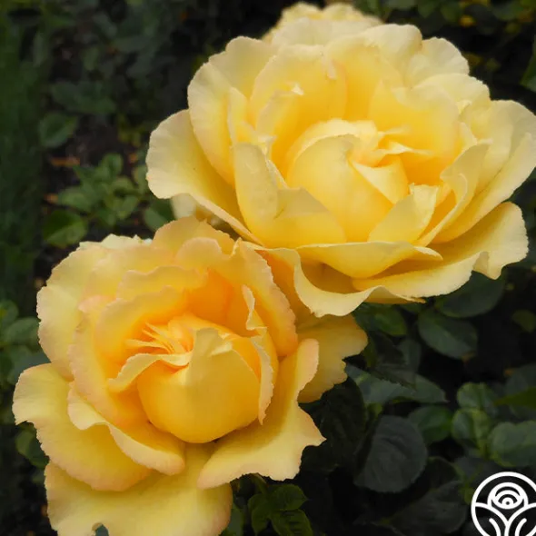 Heirloom Roses Lord Mountbatten™ Best
