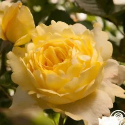 Heirloom Roses Lord Mountbatten™ Best