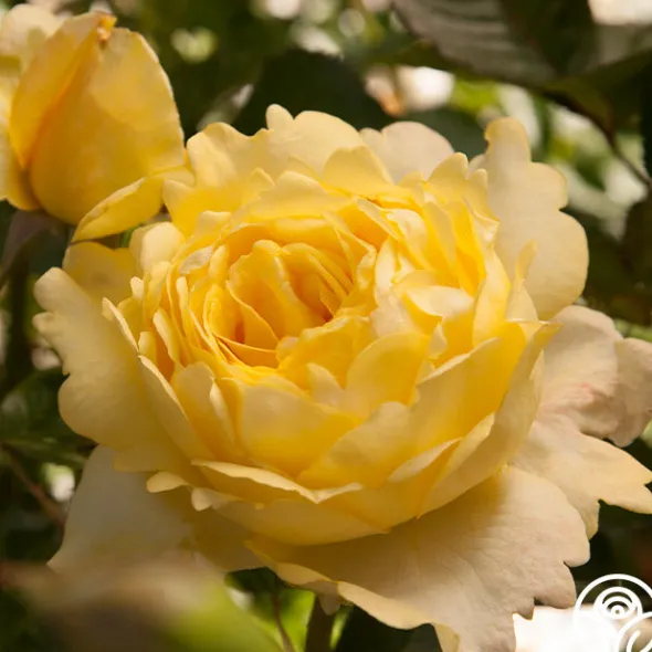 Heirloom Roses Lord Mountbatten™ Best