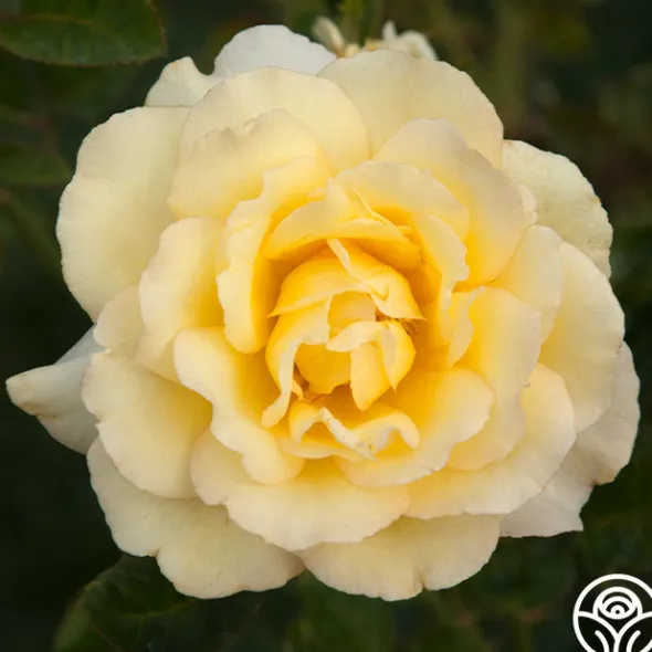 Heirloom Roses Lord Mountbatten™ Best