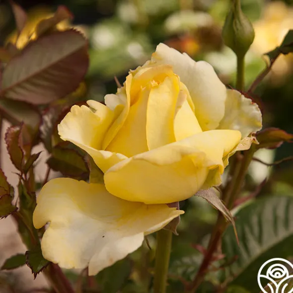 Heirloom Roses Lord Mountbatten™ Best