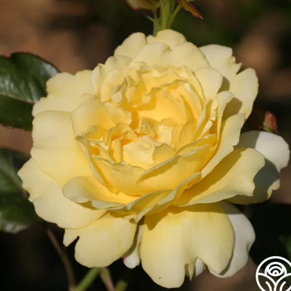 Heirloom Roses Lord Mountbatten™ Best