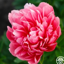 Heirloom Roses Lorelei Online