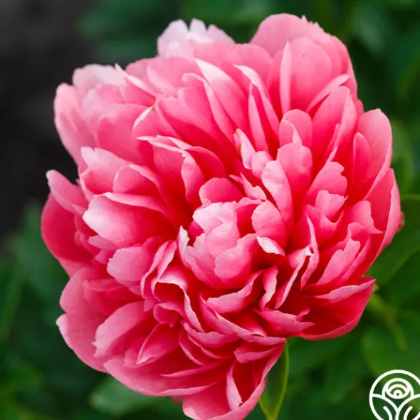 Heirloom Roses Lorelei Online