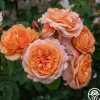 Heirloom Roses Louise Clements™ Sale