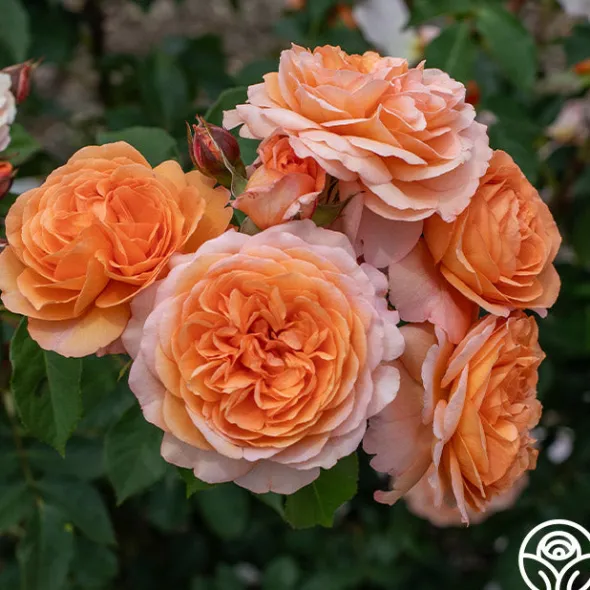 Heirloom Roses Louise Clements™ Sale