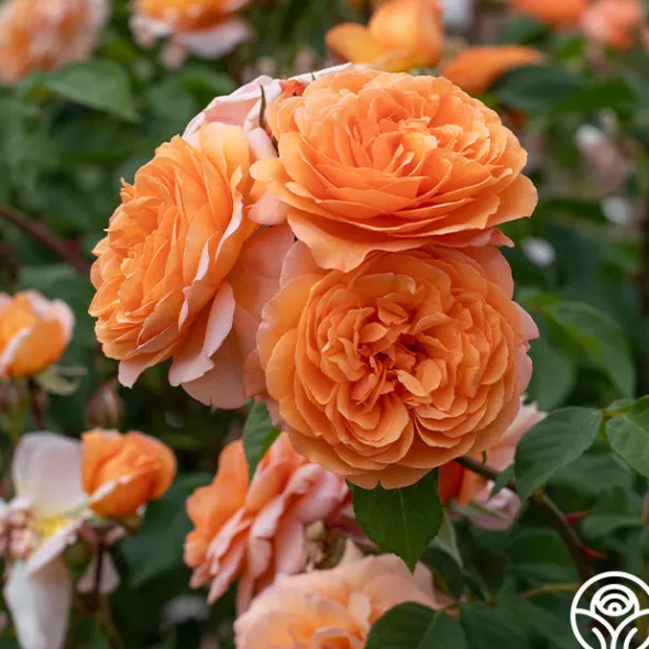 Heirloom Roses Louise Clements™ Sale