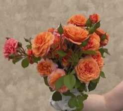 Heirloom Roses Louise Clements™ Sale