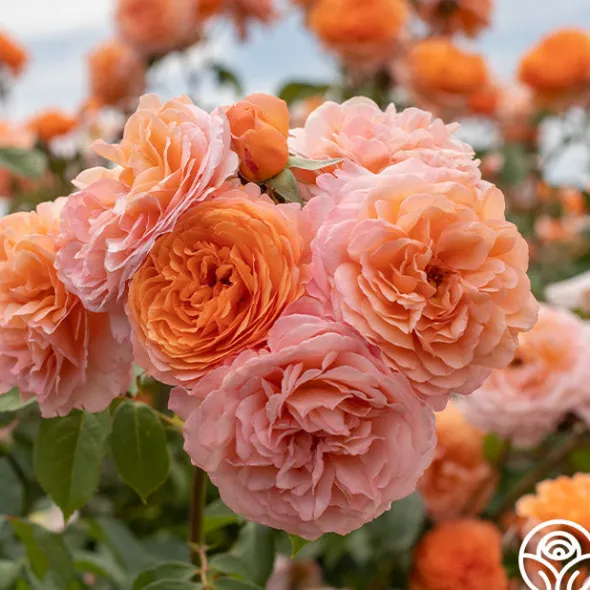 Heirloom Roses Louise Clements™ Sale