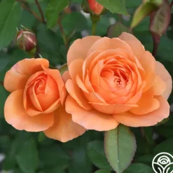 Heirloom Roses Louise Clements™ Sale