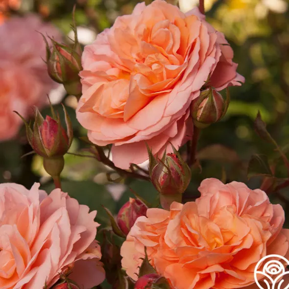Heirloom Roses Louise Clements™ Sale