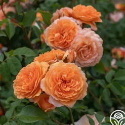 Heirloom Roses Louise Clements™ Sale