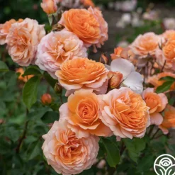 Heirloom Roses Louise Clements™ Sale