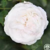 Heirloom Roses Louise d' Arzens Clearance