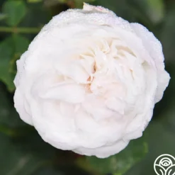 Heirloom Roses Louise d' Arzens Clearance