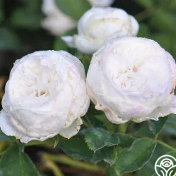 Heirloom Roses Louise d' Arzens Clearance