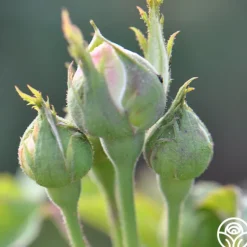 Heirloom Roses Louise d' Arzens Clearance