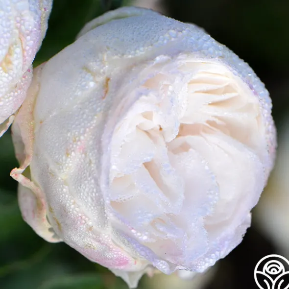 Heirloom Roses Louise d' Arzens Clearance