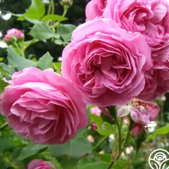 Heirloom Roses Louise Odier Best