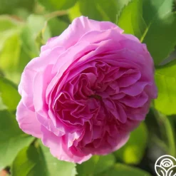 Heirloom Roses Louise Odier Best