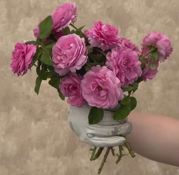Heirloom Roses Louise Odier Best