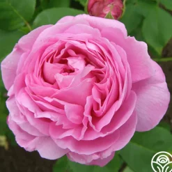 Heirloom Roses Louise Odier Best