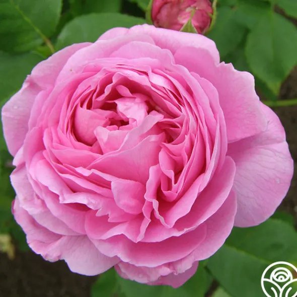 Heirloom Roses Louise Odier Best
