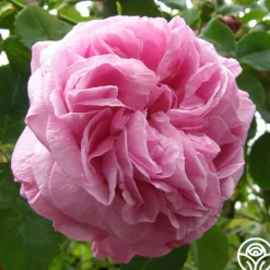 Heirloom Roses Louise Odier Best