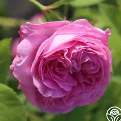 Heirloom Roses Louise Odier Best