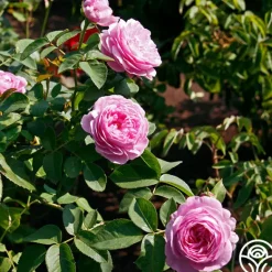 Heirloom Roses Louise Odier Best